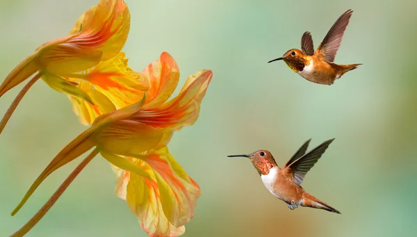 When do hummingbirds leave Missouri?