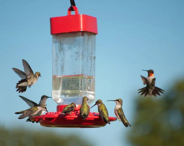 When Do Hummingbirds Leave Missouri4